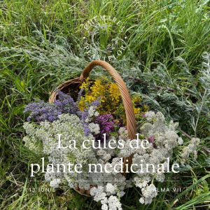 La cules de plante medicinale